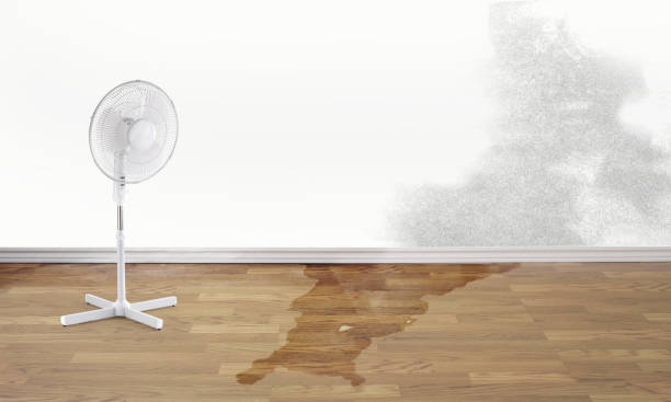 Best Mold removal after water damage  in Phoenixville, PA